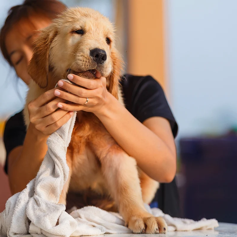 Shampooing chien douceur chiot Ami des Animaux 250 mL