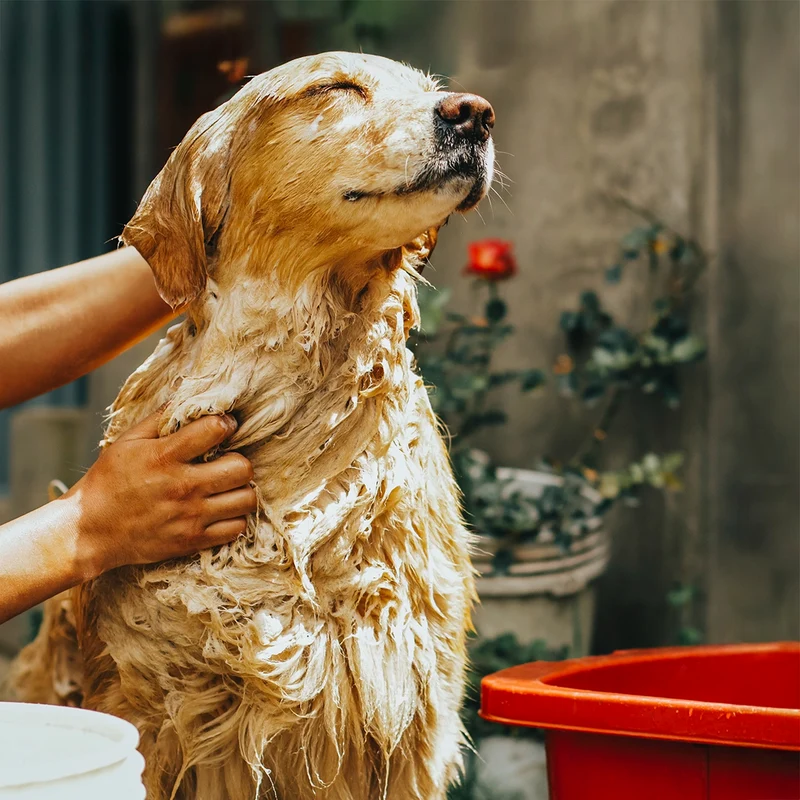 Shampoing chien tous pelages Ami des Animaux Pamplemousse 250 mL