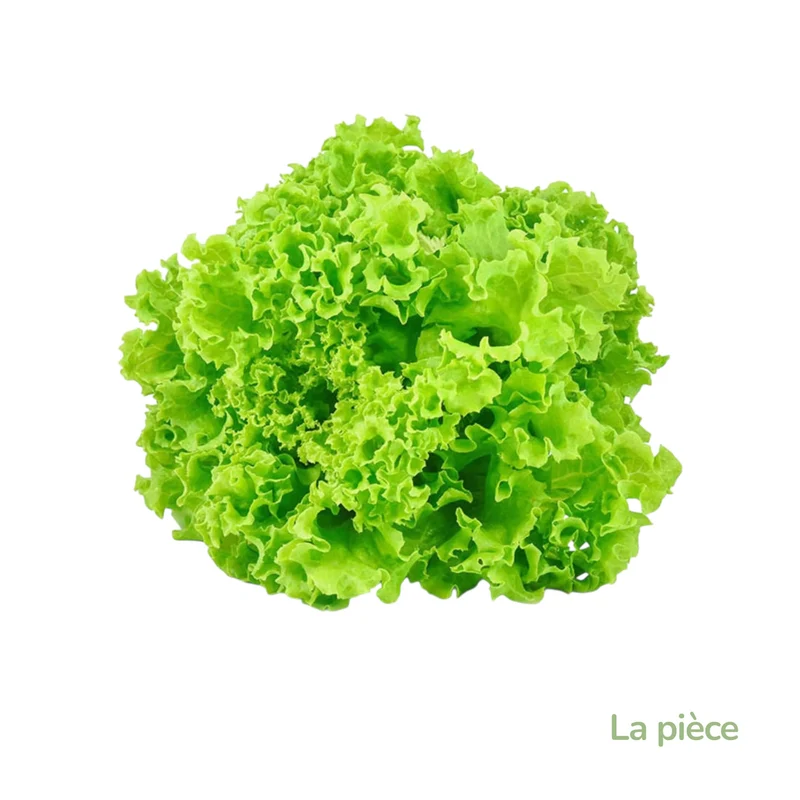 Salade Batavia -France