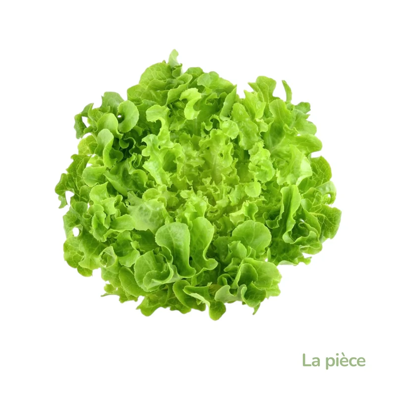 Salade feuille de chêne blonde-France