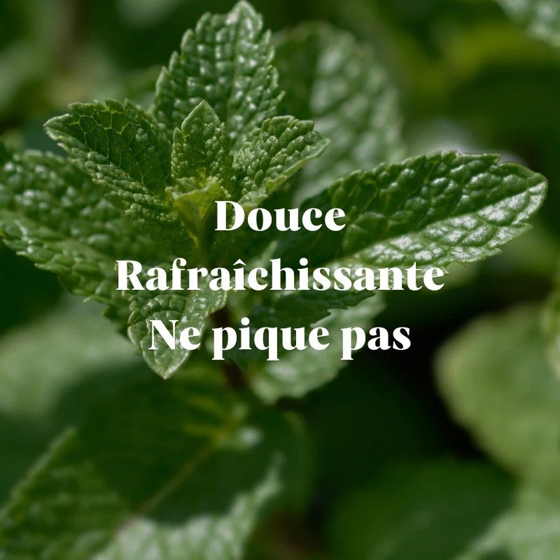 Recharges Dentifrice Menthe Douce (x4)