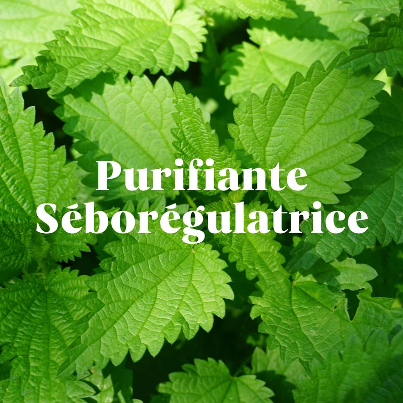 Recharge Shampoing Purifiant (x1)